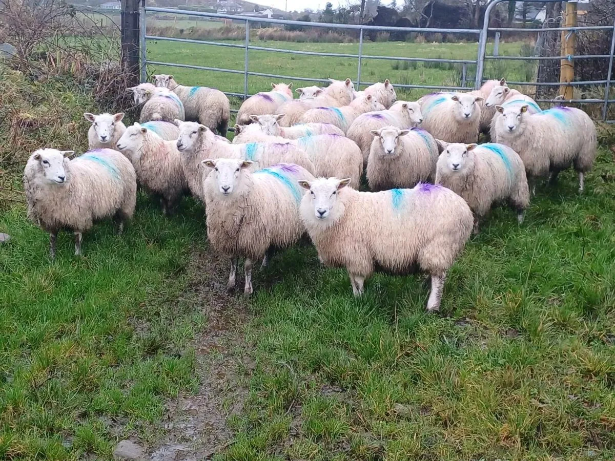 22 Ewe Lambs - Image 2