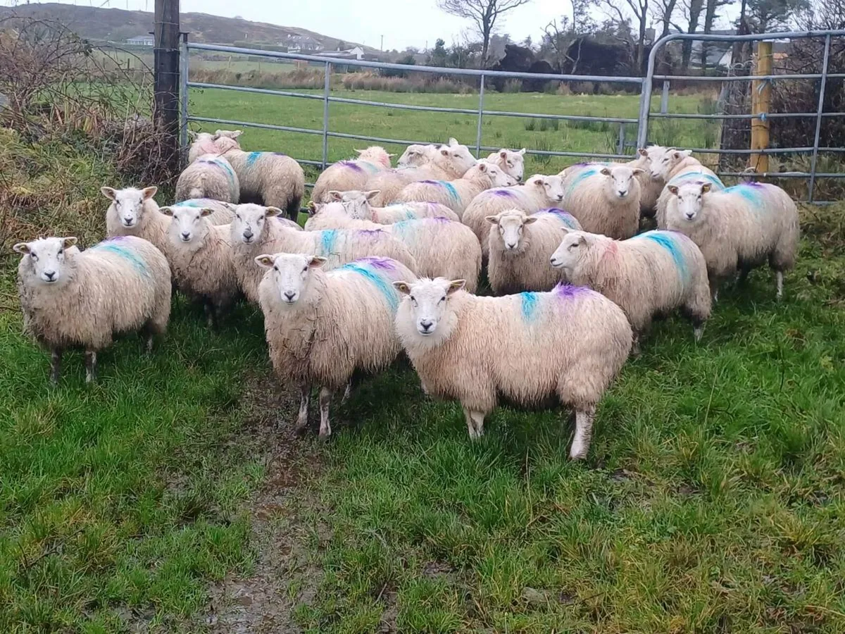 22 Ewe Lambs - Image 3