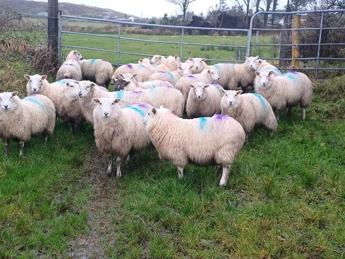 22 Ewe Lambs - Image 4