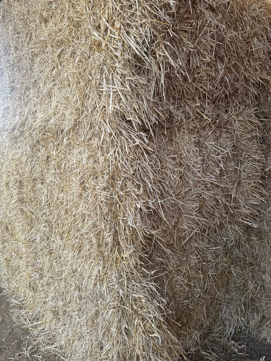8x4x3 barley straw - Image 2