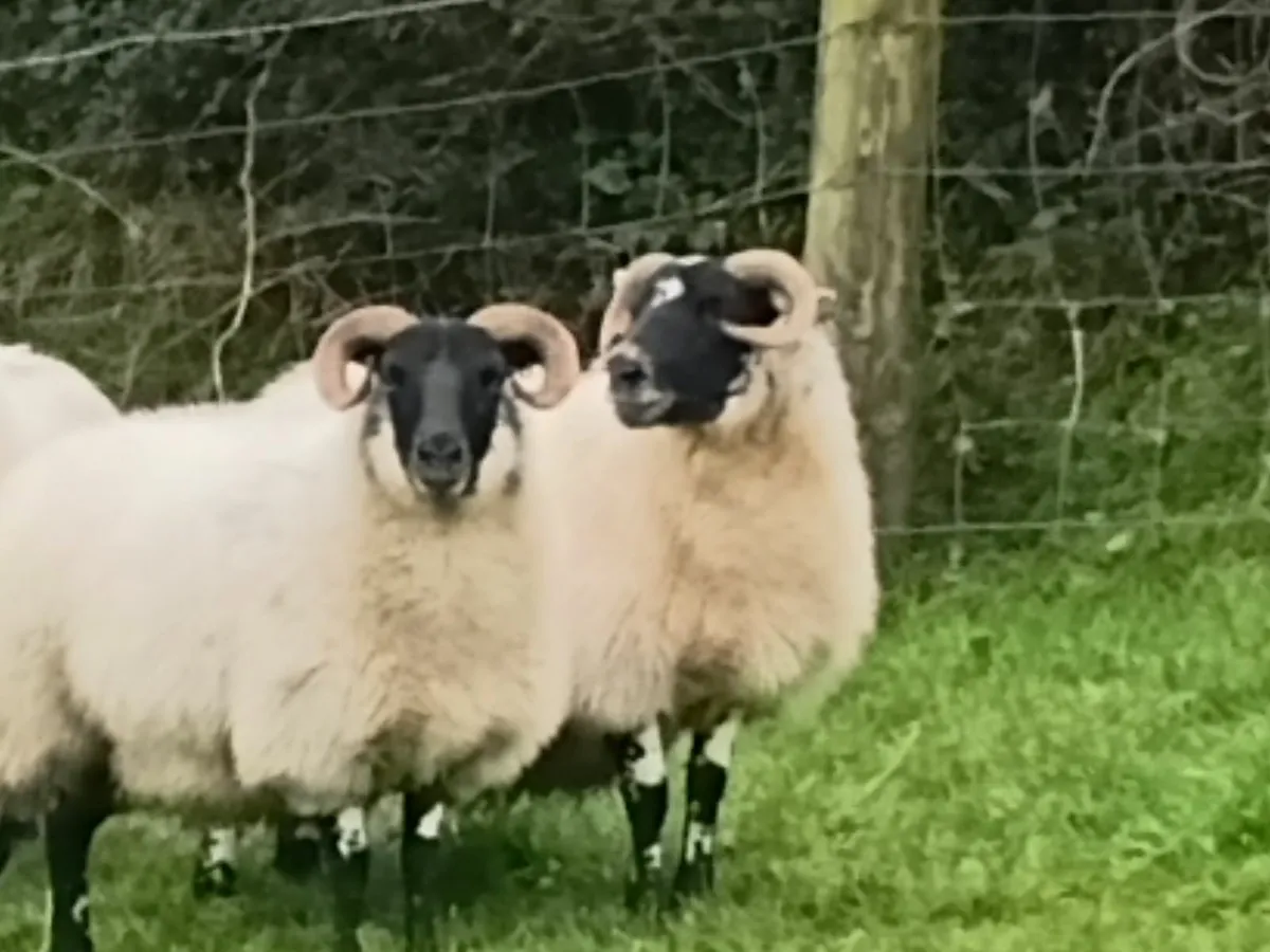 Lanark x ewe hoggets - Image 2