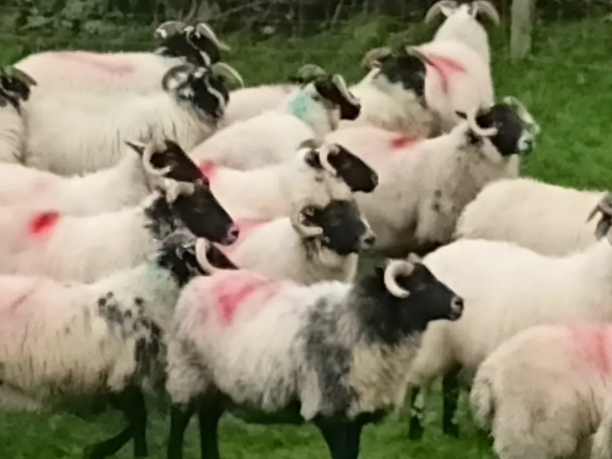 Lanark x ewe hoggets - Image 3