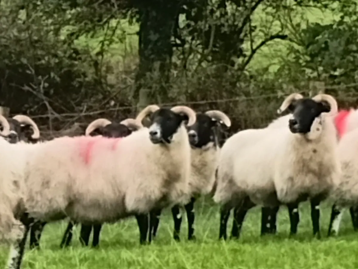 Lanark x ewe hoggets - Image 4