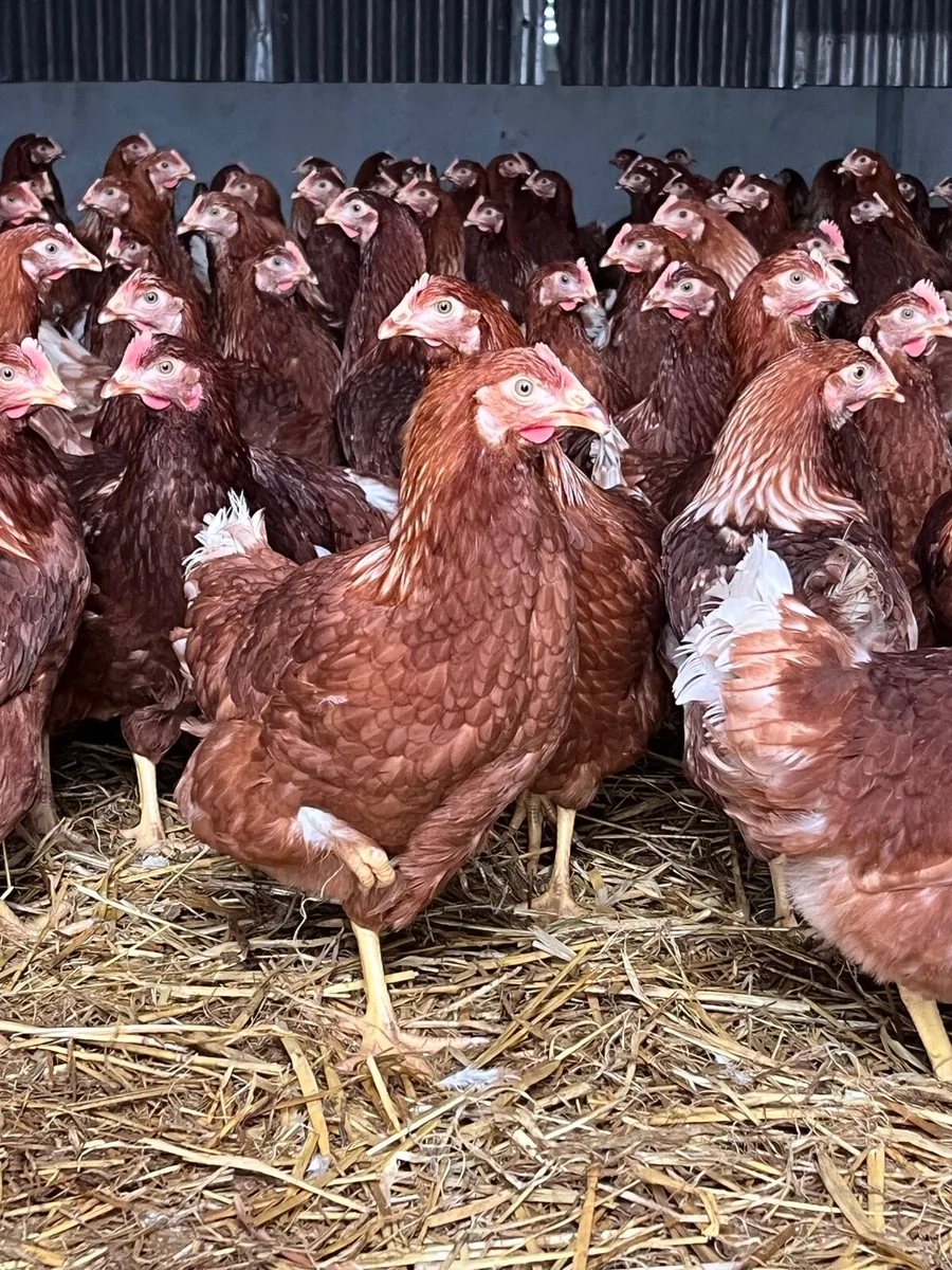 Delivering to Mayo Friday 12th December - Image 2