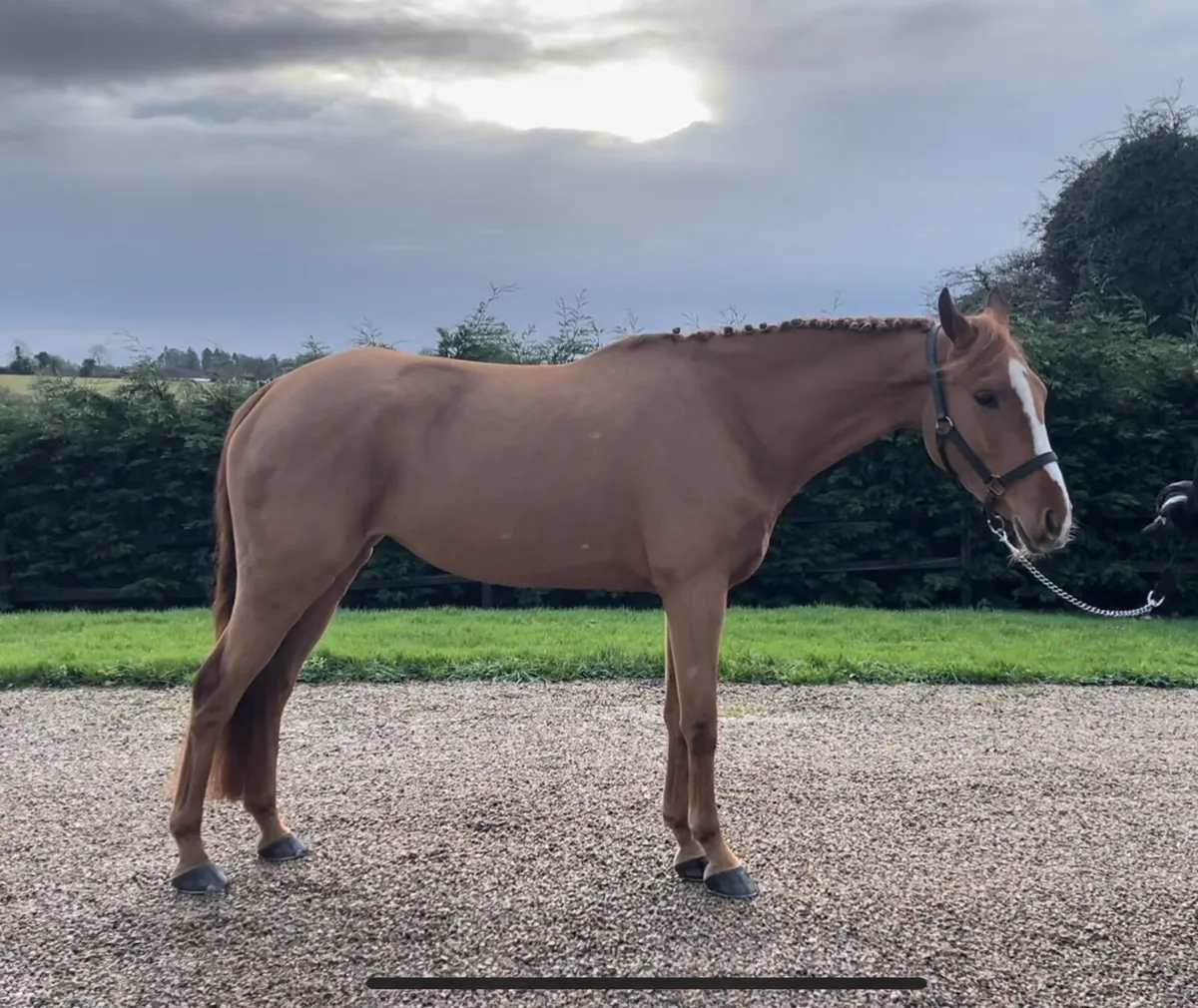 15.2h 4 year old mare - Image 4