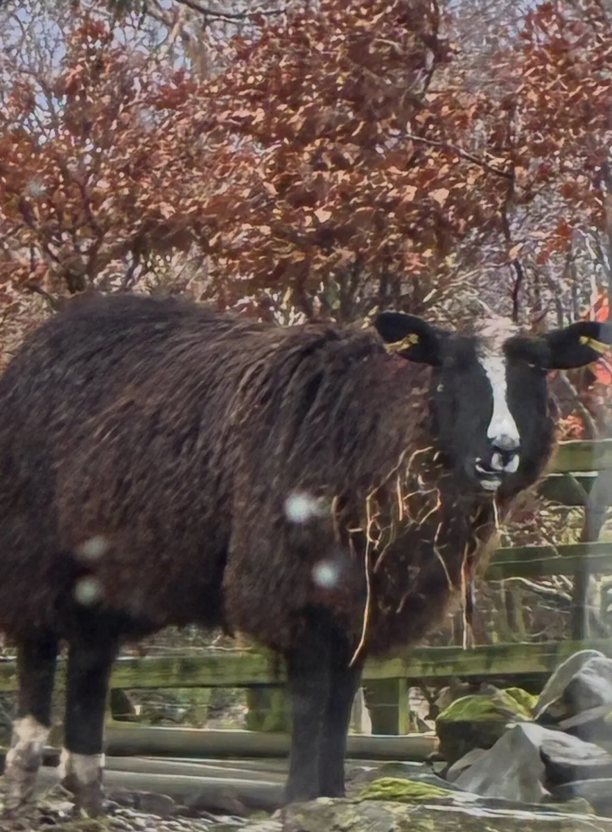 ZWARTBLE EWE LAMB - Image 1