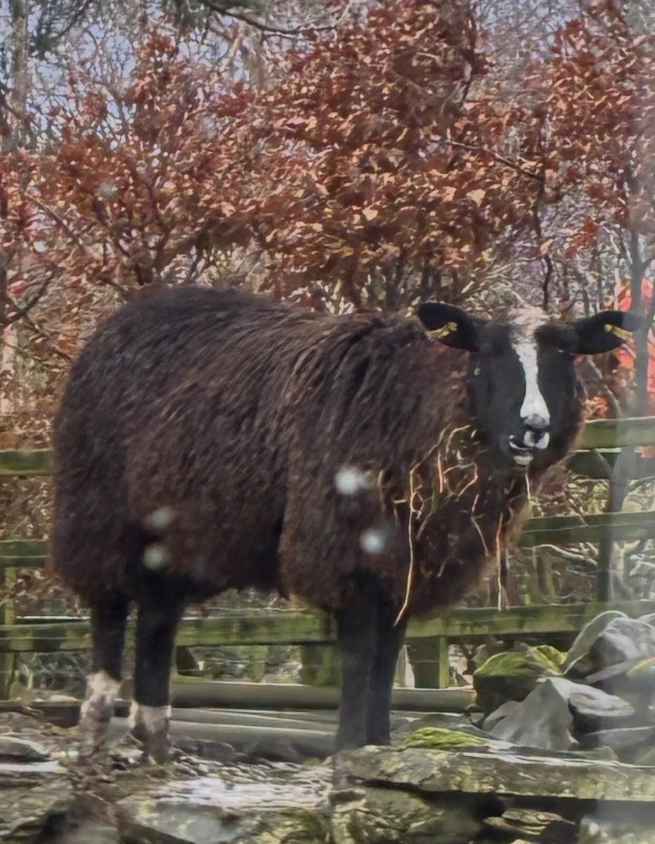 ZWARTBLE EWE LAMB - Image 2