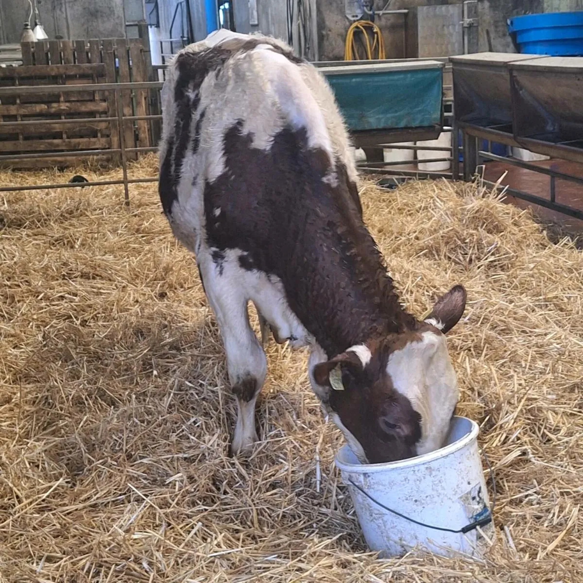 Holstein Fr Bull - Image 2