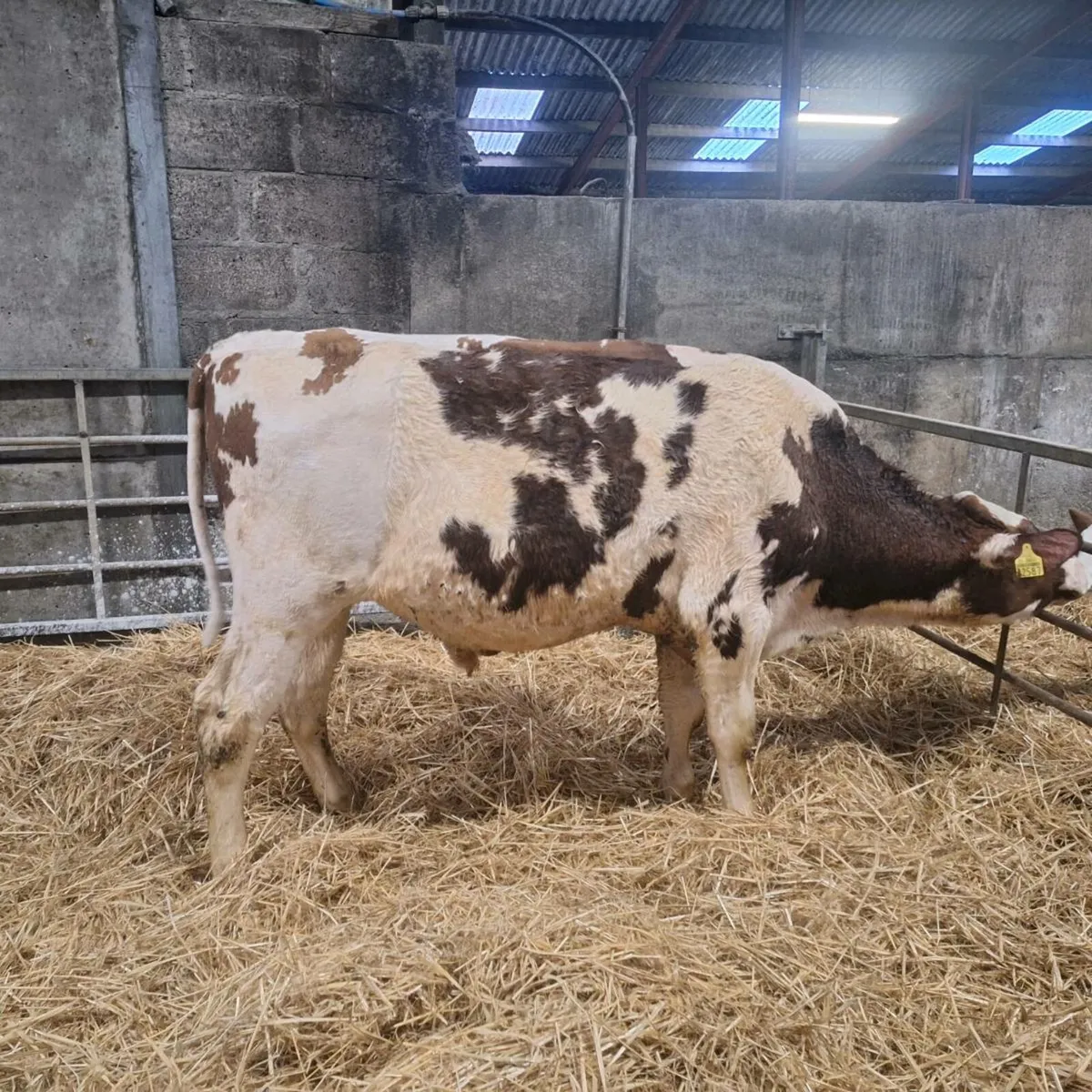 Holstein Fr Bull - Image 1