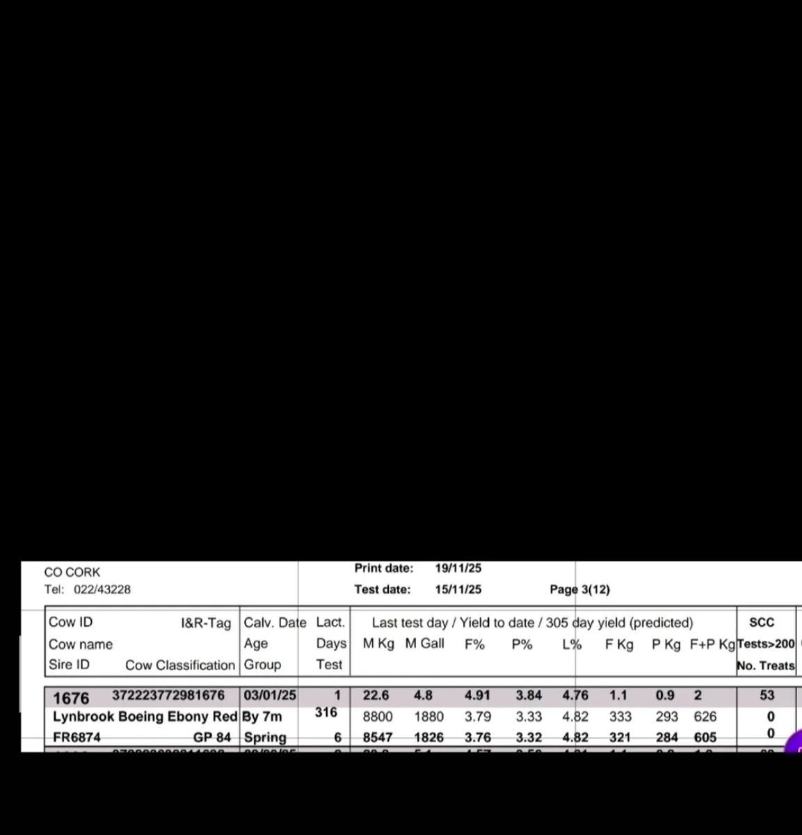 Holstein Fr Bull - Image 3