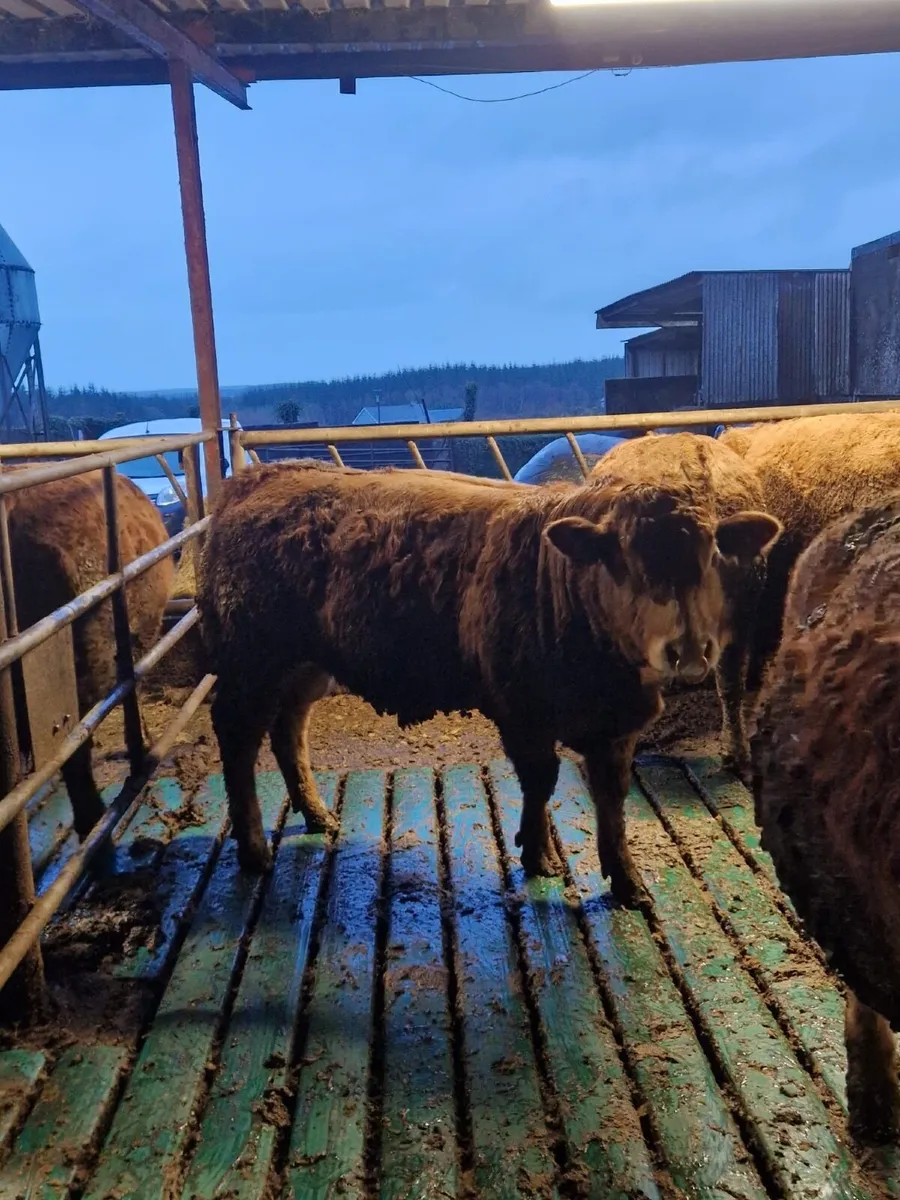 Pedigree Limousin Bulls - Image 2