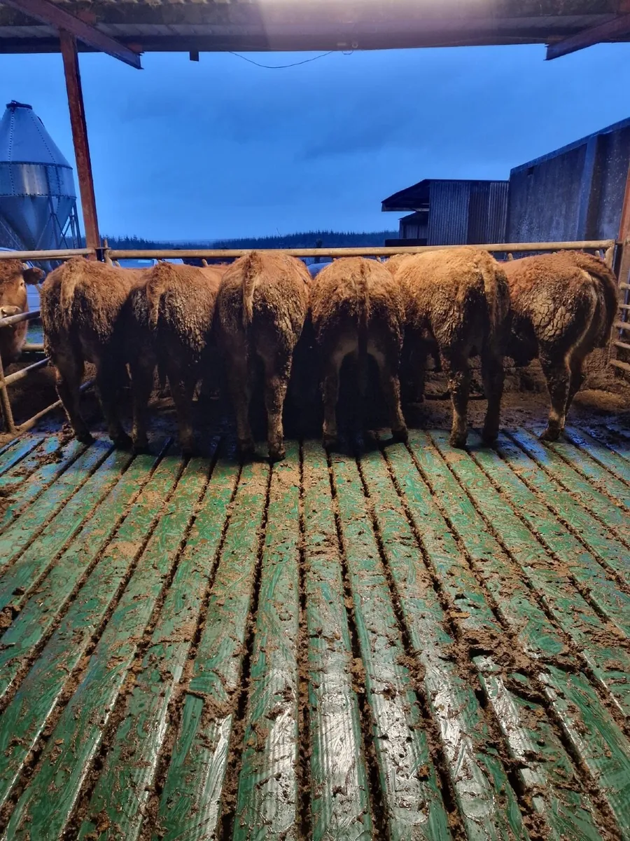 Pedigree Limousin Bulls - Image 1