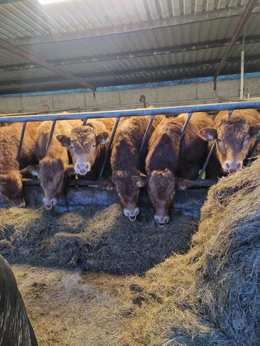 Pedigree Limousin Bulls - Image 3