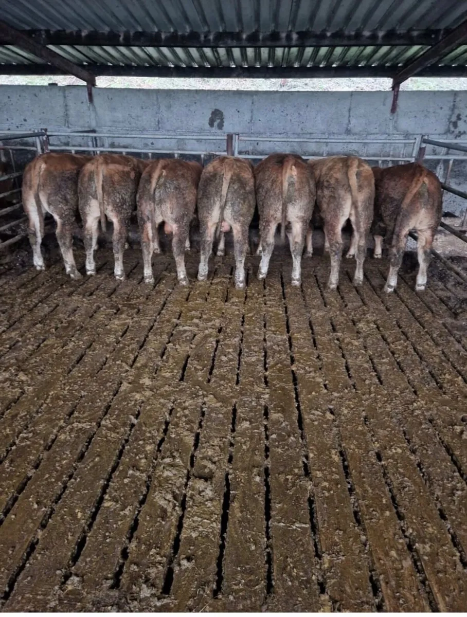 Pedigree Limousin Bulls - Image 4