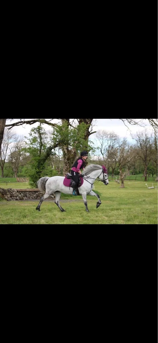 super connemara mare - Image 2