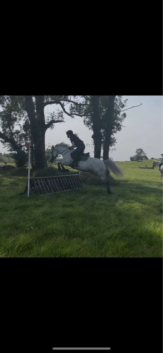 super connemara mare - Image 4