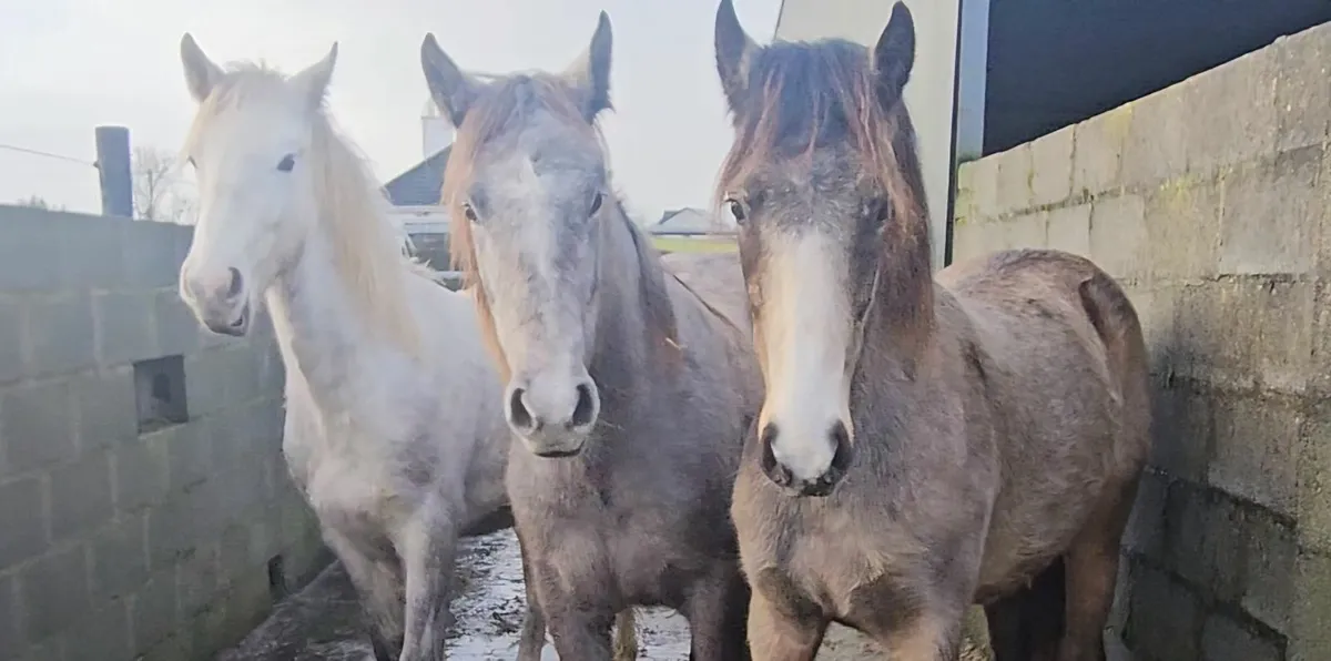 3 connemara yearlings