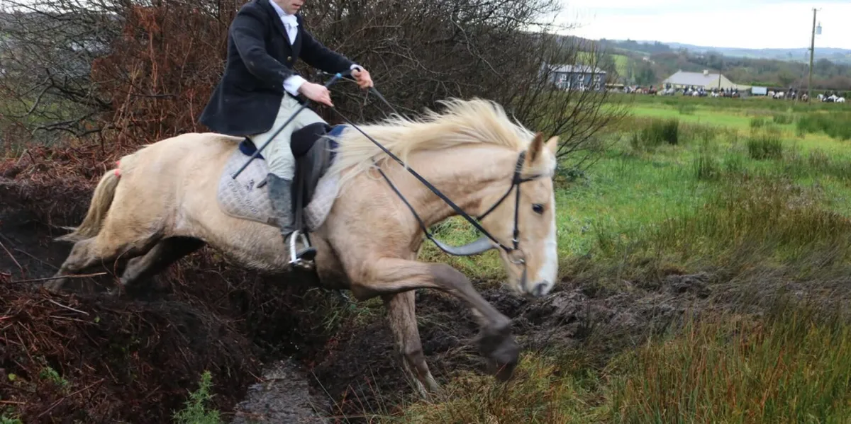 Palomino Mare broken and Riding/Hunted - Image 1