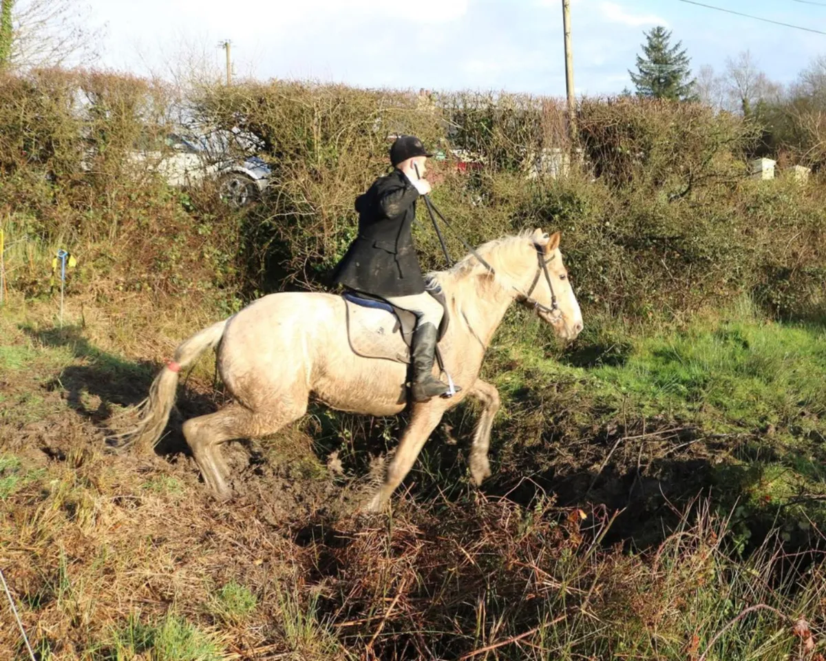 Palomino Mare broken and Riding/Hunted - Image 4