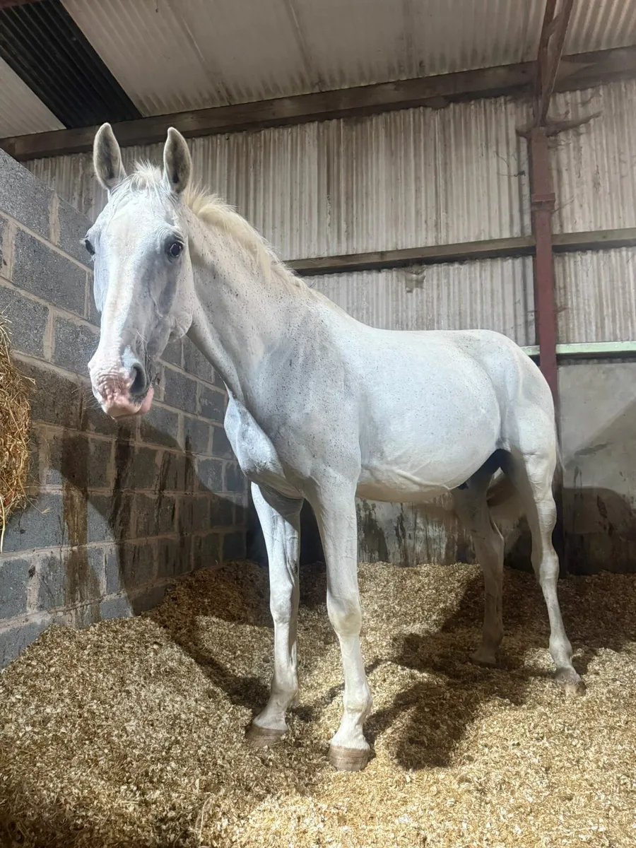 **GREY DUTCH WARMBLOOD GELDING FOR SALE** - Image 1
