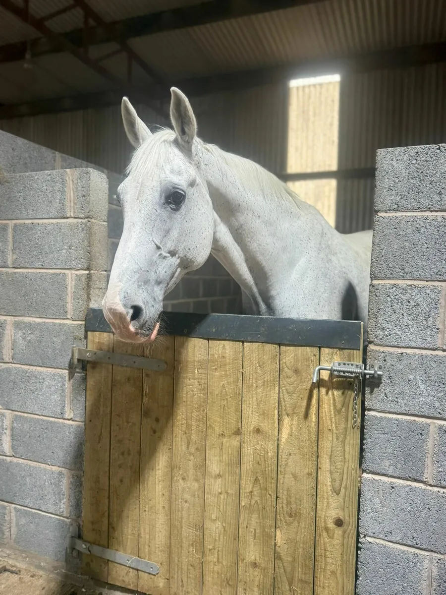 **GREY DUTCH WARMBLOOD GELDING FOR SALE** - Image 2