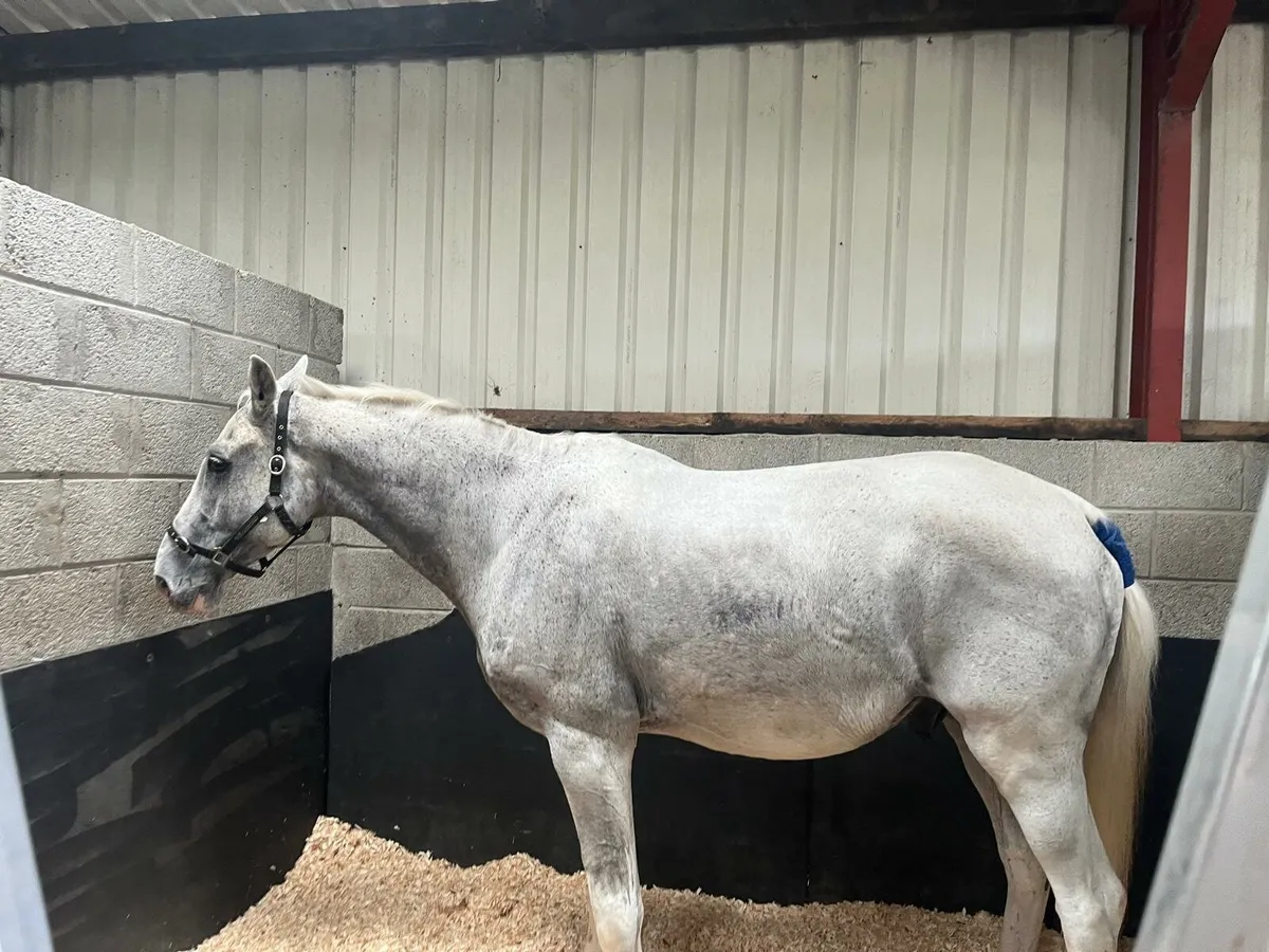 **GREY DUTCH WARMBLOOD GELDING FOR SALE** - Image 3