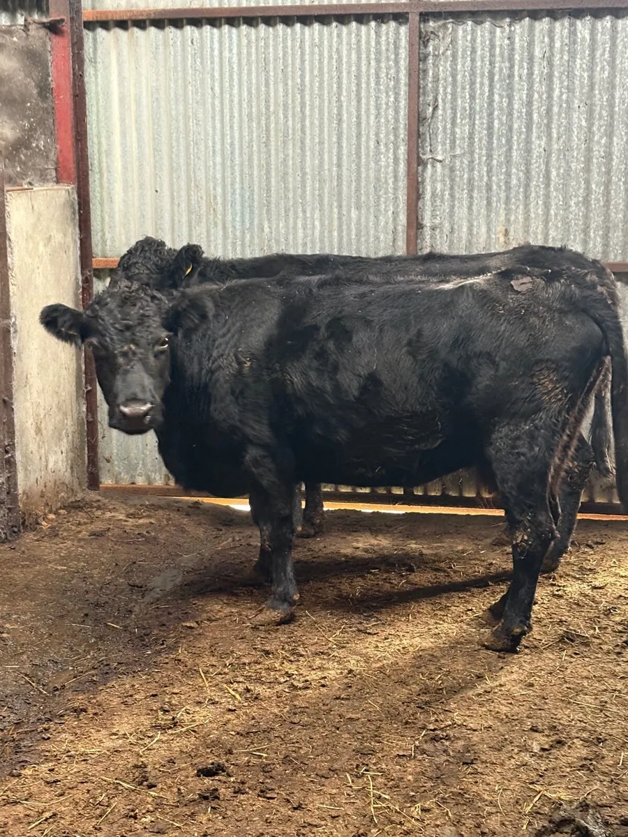 PB Dexter cows in calf🎁🎁 - Image 1