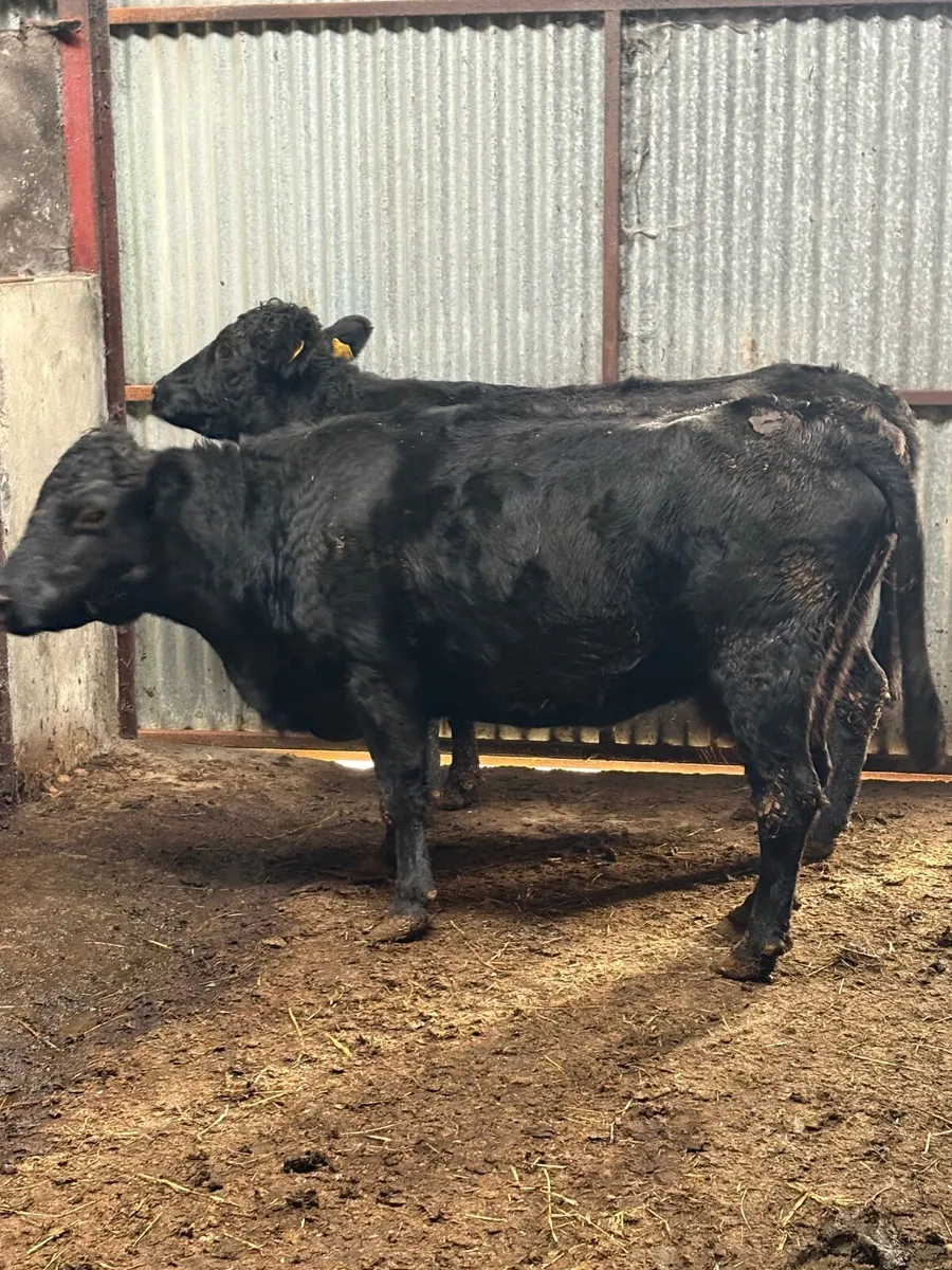 PB Dexter cows in calf🎁🎁 - Image 3