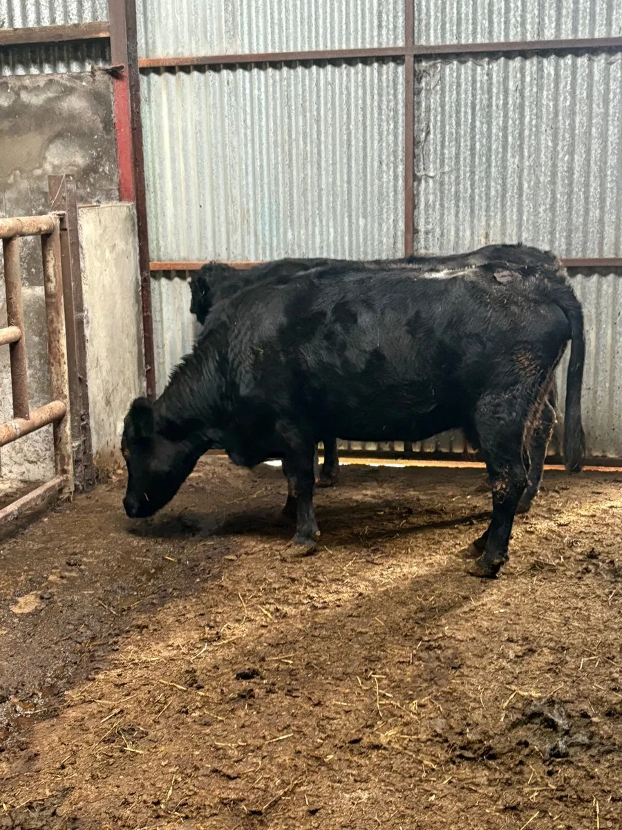 PB Dexter cows in calf🎁🎁 - Image 4