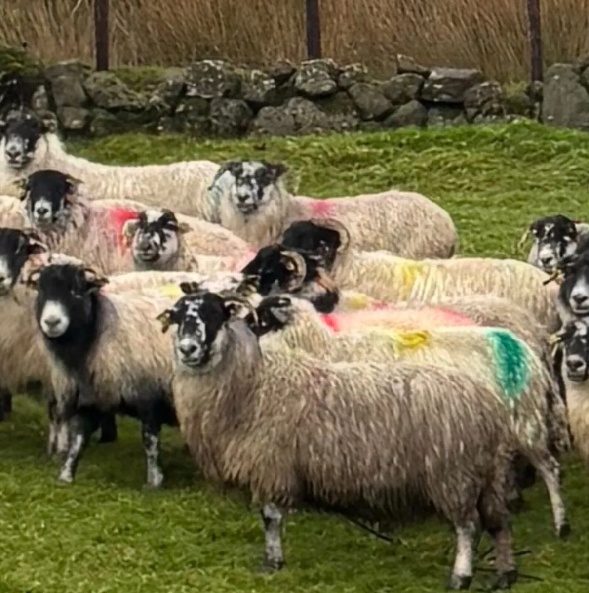 80 Mixed Mouth Ewes For Sale. - Image 1