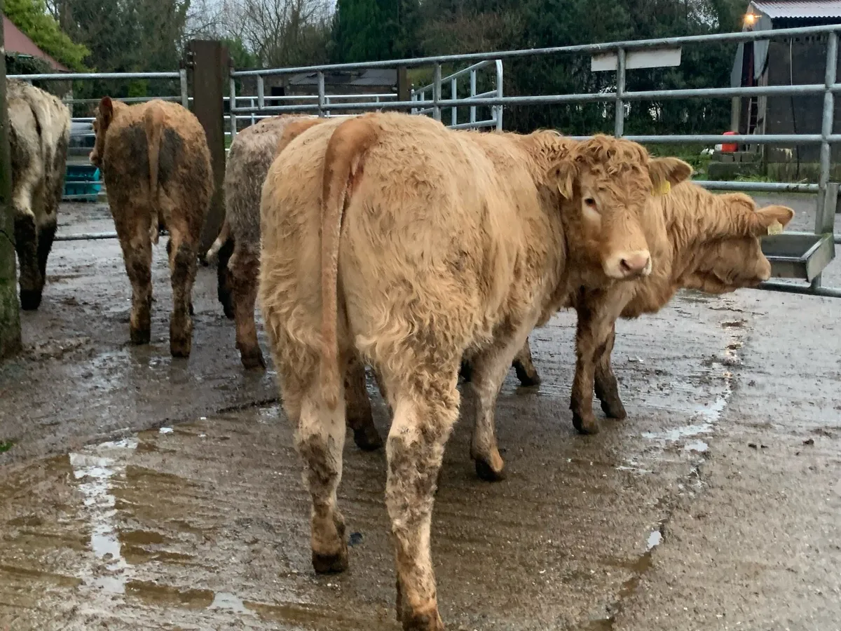 7 u grade heifers - Image 1