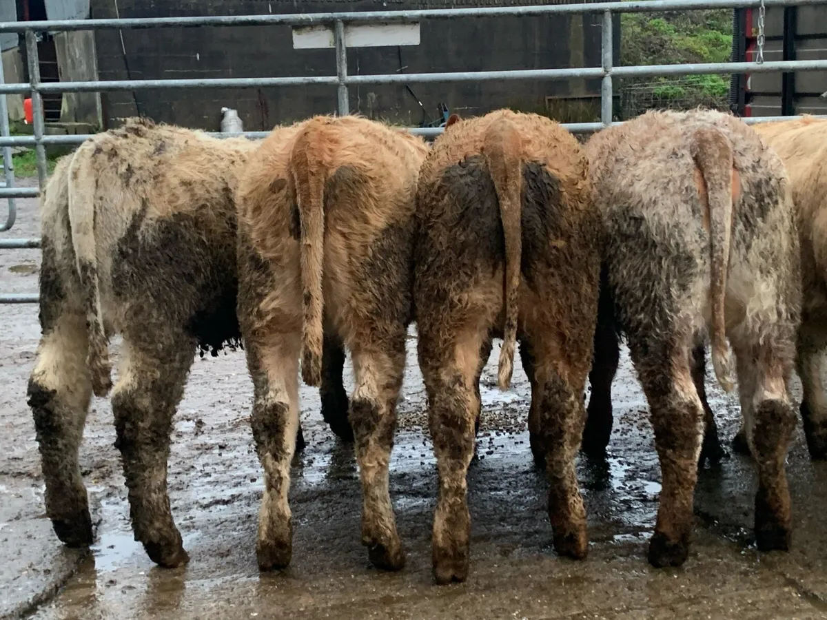 7 u grade heifers - Image 2