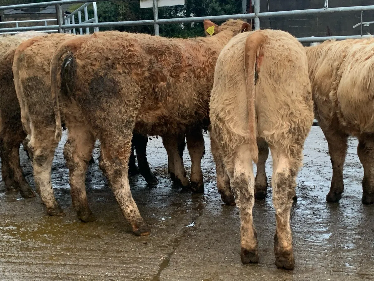 7 u grade heifers - Image 3