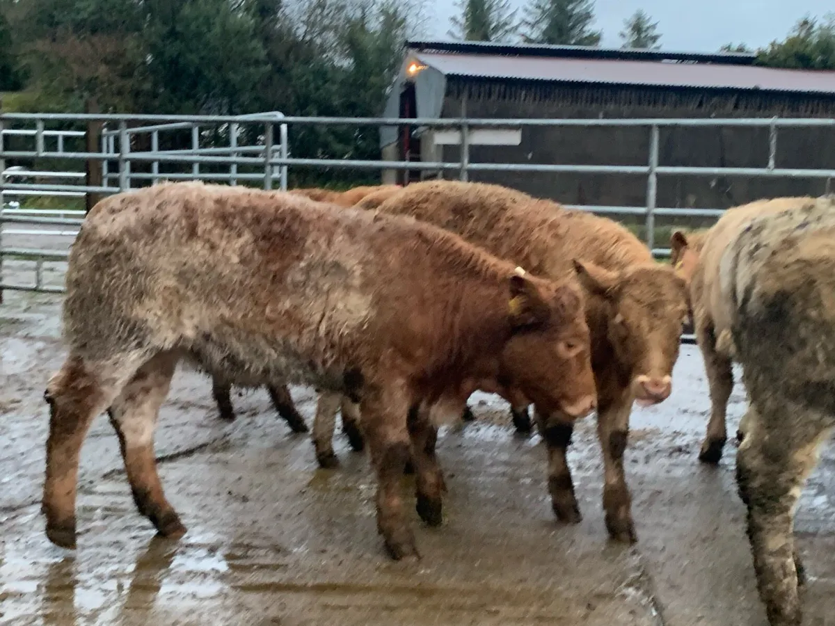 7 u grade heifers - Image 4