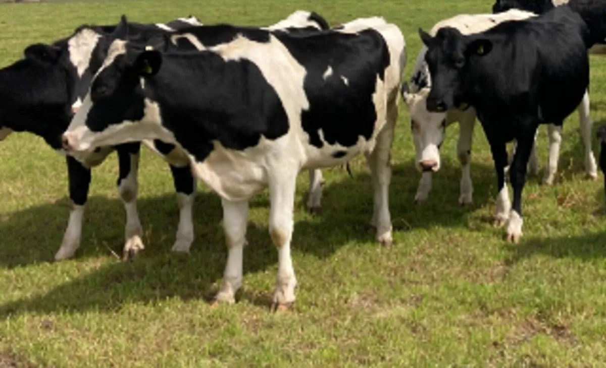 Friesian In-Calf Heifers - Image 1