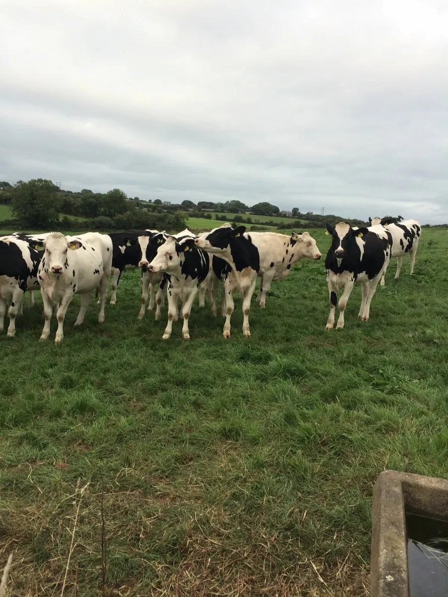 Friesian In-Calf Heifers - Image 2