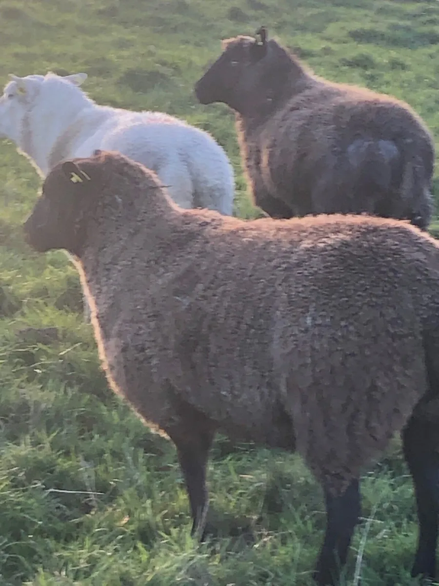 In lamb ewes - Image 1