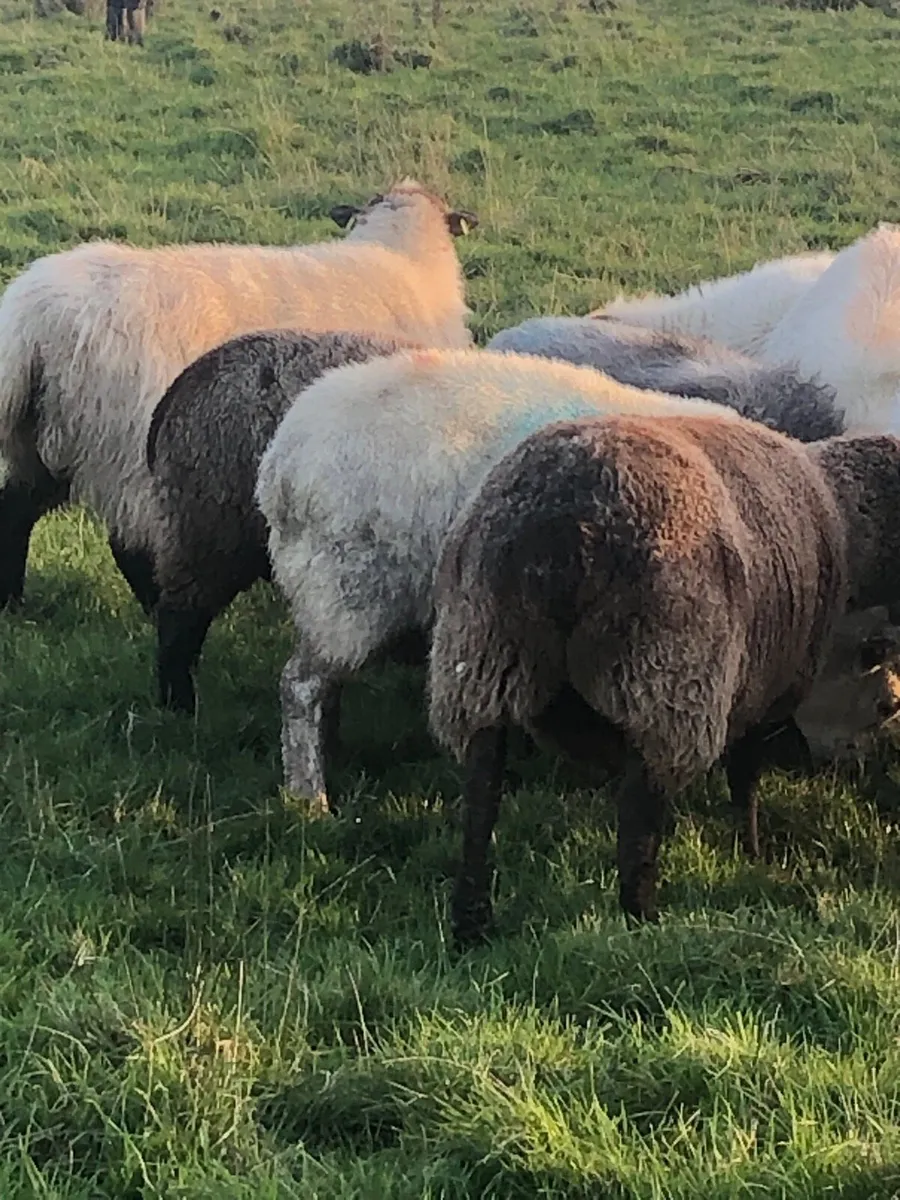 In lamb ewes - Image 2