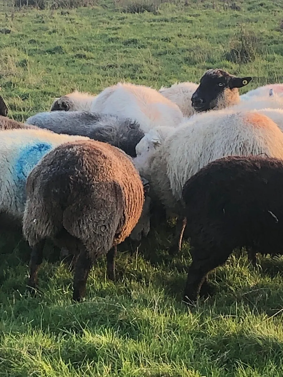 In lamb ewes - Image 3