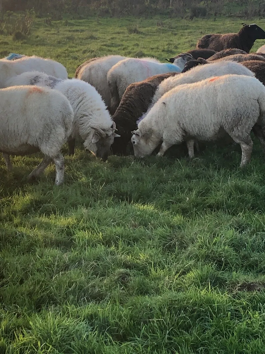 In lamb ewes - Image 4