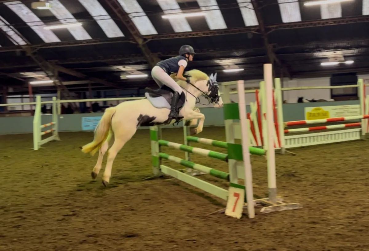 ⭐️ Daisy Doddles ⭐️ - Image 1