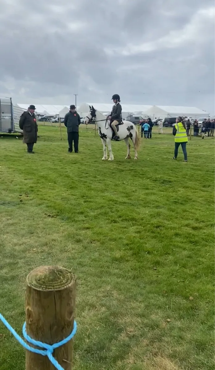 ⭐️ Daisy Doddles ⭐️ - Image 4