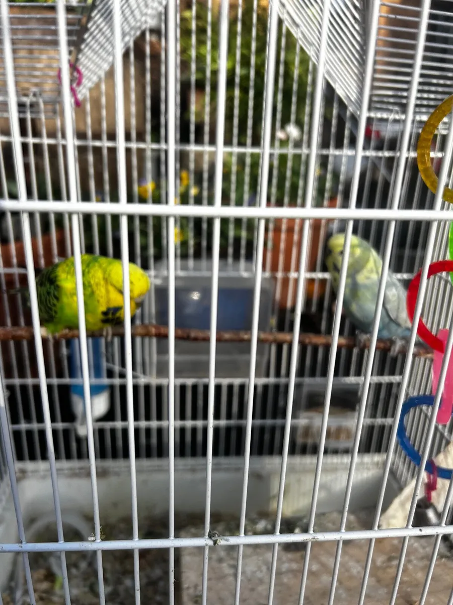 Budgies - Image 1