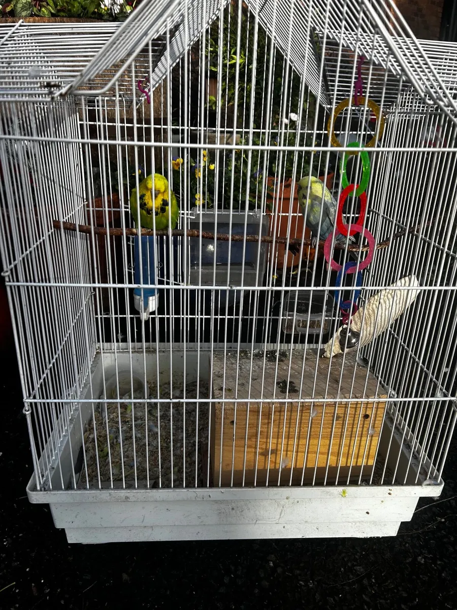 Budgies - Image 2