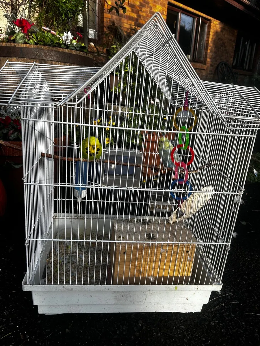 Budgies - Image 3