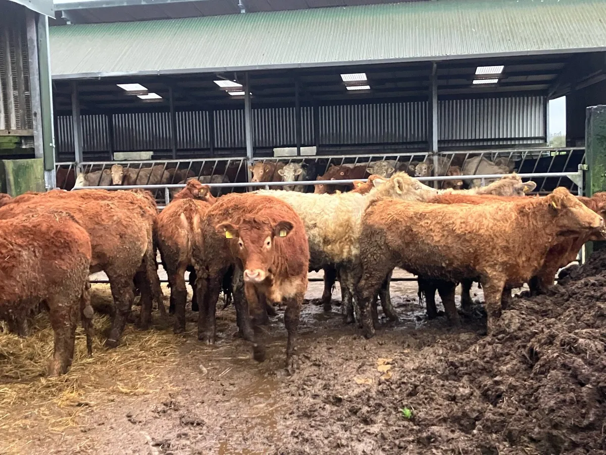 Limousin heifers - Image 1