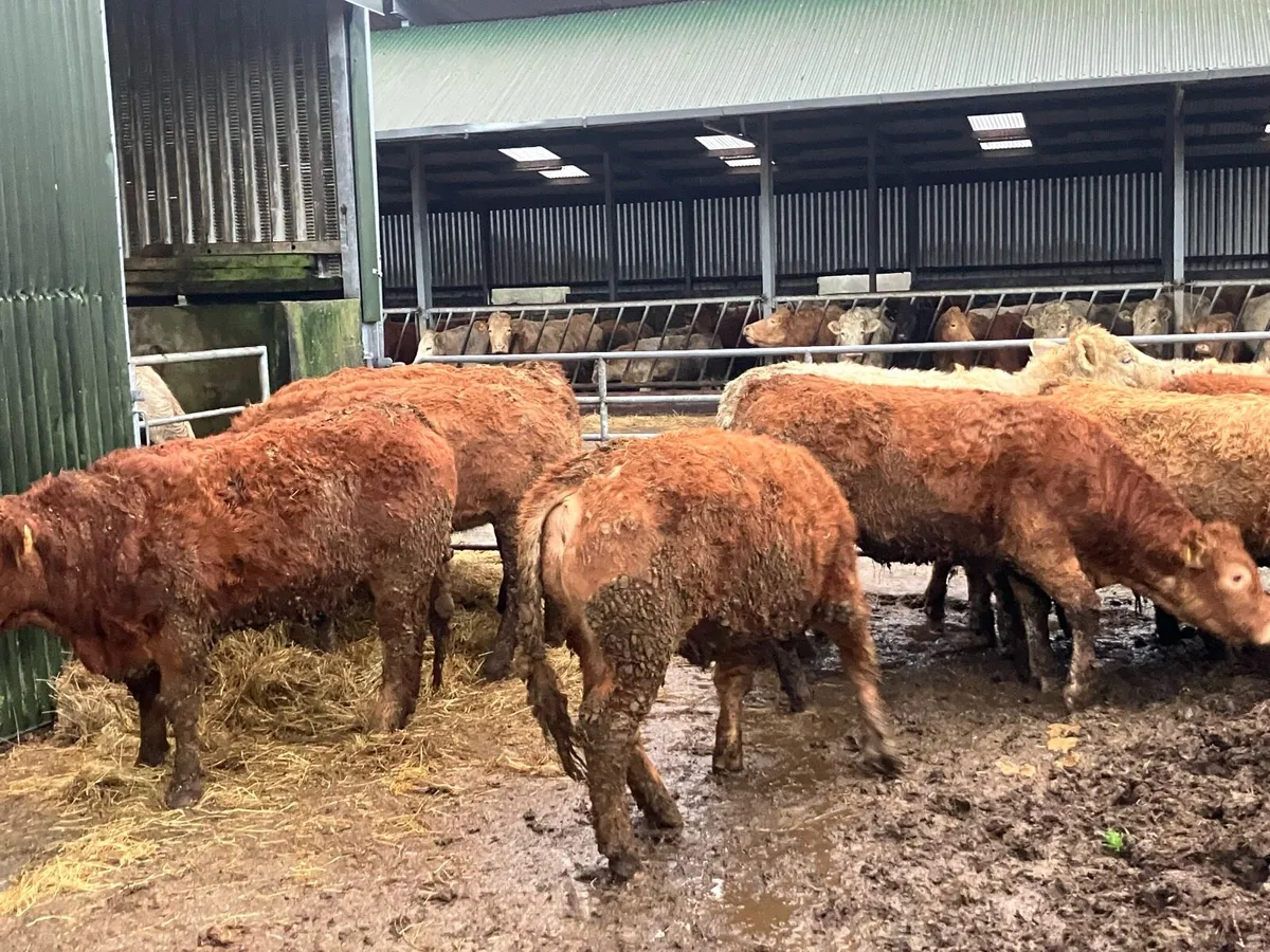 Limousin heifers - Image 2