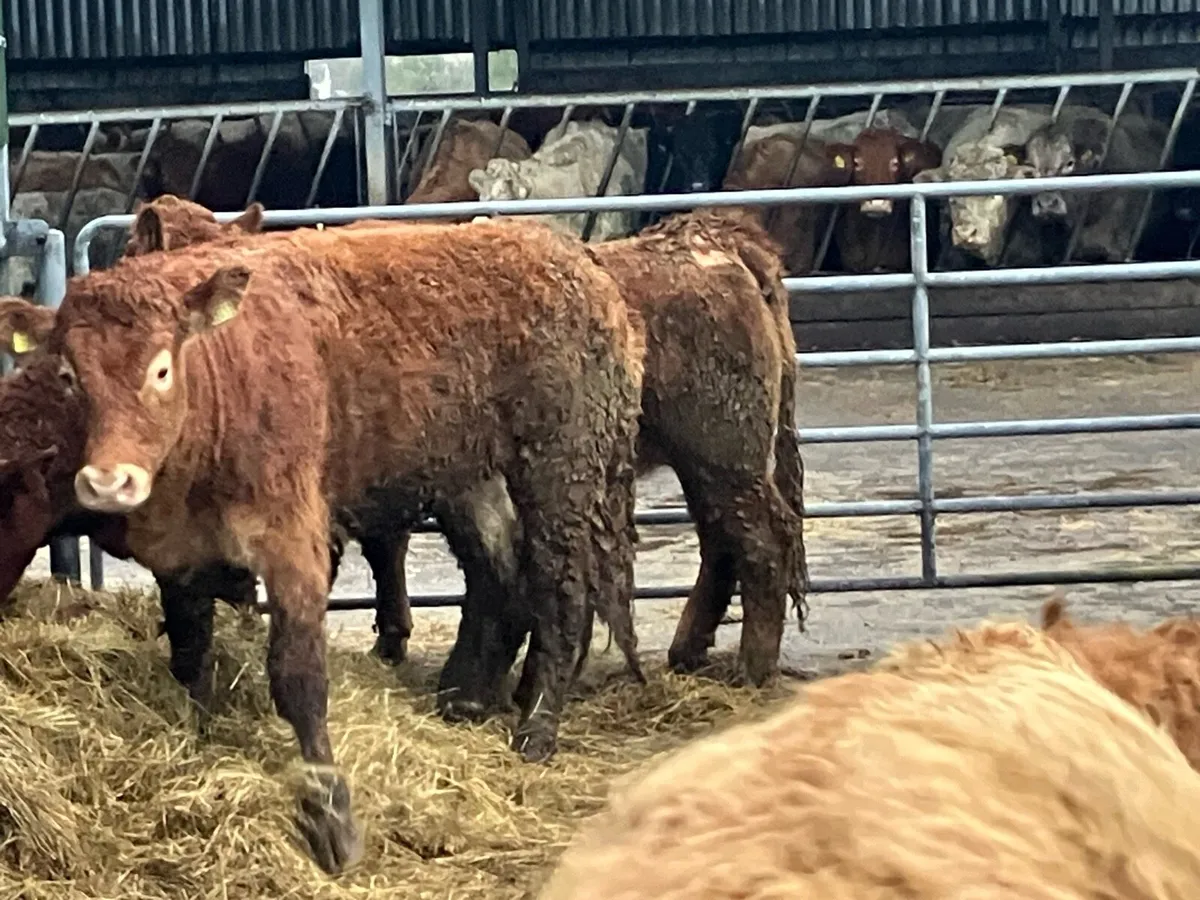 Limousin heifers - Image 3