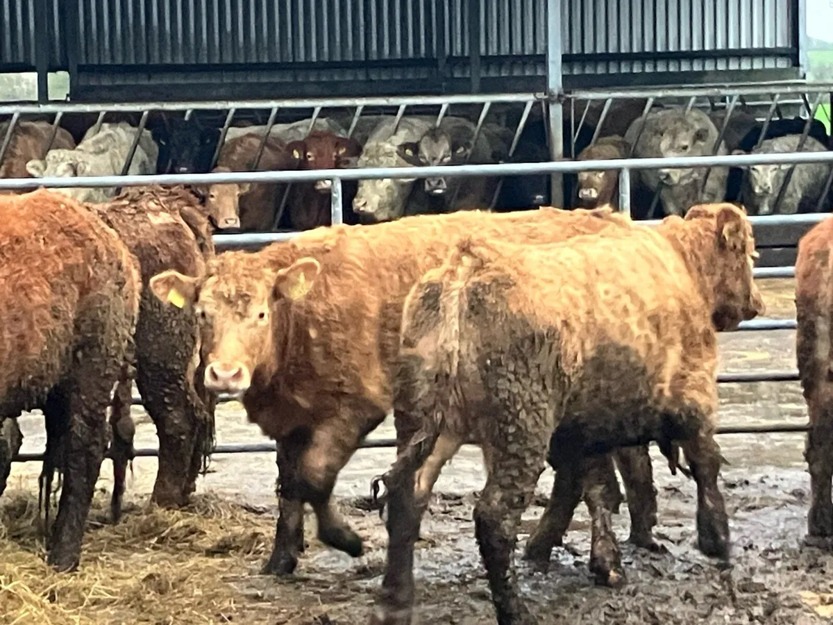 Limousin heifers - Image 4