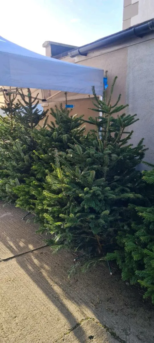 Christmas trees - Image 1